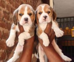 ❤️✅Quality puppy beagle puppies available in Chennai call 7200210425