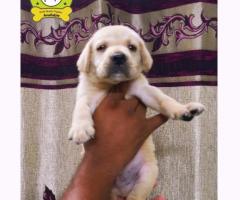 Lab and chippiparai puppies available 8754615589