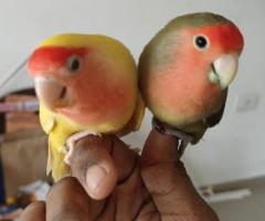 Tamed African love birds