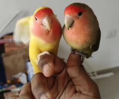 Tamed African love birds