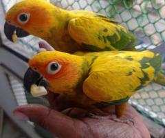 sun conure tamed pair