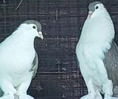 Healthy Jeeras / Siraj Doves for Sale