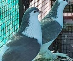 Healthy Jeeras / Siraj Doves for Sale