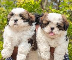 ❤️Show quality Shih Tzu puppies available call 8667213100❤️