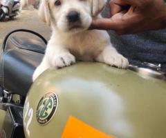 8754615589 laberdog puppies available in Chennai