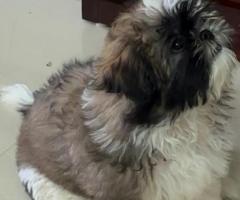 Shih Tzu female puppy avaialble