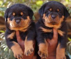 Massive Quality "Rottweiler" Puppies Available in Chennai ❤️ 9710430367