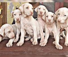 Indian king "THE RAJAPALAYAM" puppies on hand ❤️ 9710430367