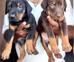 Doberman Puppies Available in chennai ♦️ Male: 12k Female: 10k