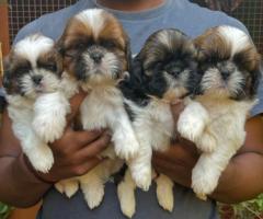 ✅❤️Premium quality Shih Tzu puppies available call 8667213100✅❤️