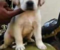 8754615589 lab puppy available in Chennai contact for details