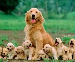 Golden Retriever puppy in chennai 9940658884
