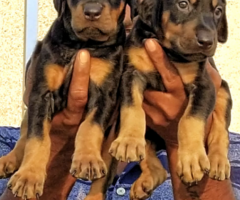 Doberman puppy available in chennai 9940658884