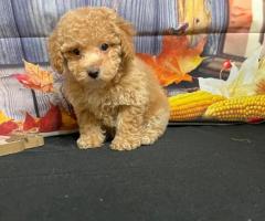 Maltipoo puppies available for adoption