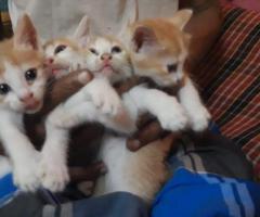 Kittens 4 available - normal breed