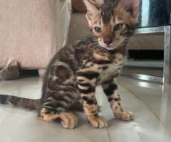 Exquisite Bengal Kittens - Exotic and Playful Companions