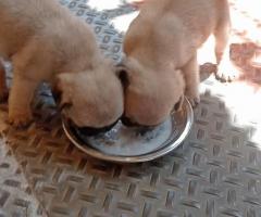 Chennai local liter puppies father mother check direct see