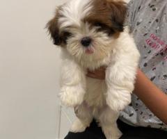 Show Perspective Shih Tzu Male Pup ❤️ 13,000 Mother with us to see call 7200349948