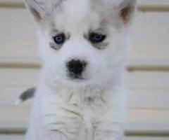 Blue eyes Siberian husky available for adoption