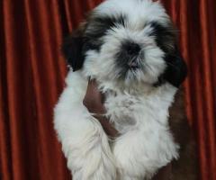 8754615589 shihtzu puppies available cont for more information