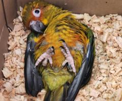 Tamed Sun Conure with DNA