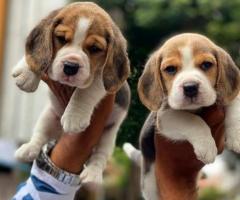 Beagle Female Puppies Available at Tambaram call 9710430367