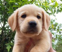 Good quality lab male puppy available