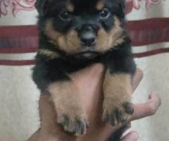 8754615589 Rotwiller puppie s available in Chennai con for details