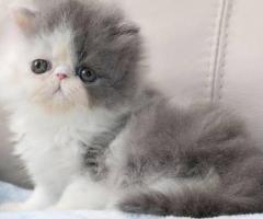 PERSIAN KITTENS LONG TRADITIONAL HAIR TOP QUALITY KITTENS IN CHENNAI - 8825694373