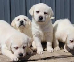 Home breed Labrador puppy in chennai 9940658884