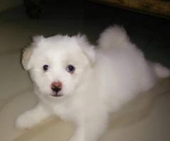 LHASA APSO PUPPIES AVAILABLE FOR SALES@CHENNAI 8838311044