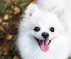 Pomeranian Dogs