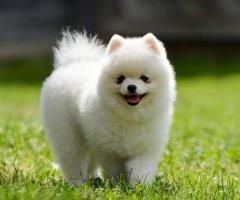 Pomeranian Dogs