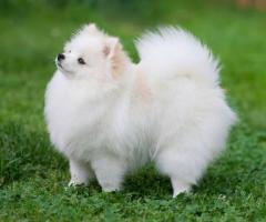 Pomeranian Dogs