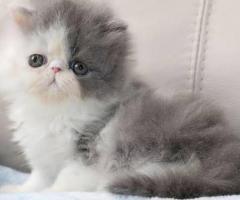 PERSIAN KITTENS TRIPLE BUSH COAT TOP QUALITY KITTENS IN CHENNAI -8825694373