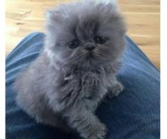 PERSIAN KITTENS GREY ASH COLOUR TOP QUALITY KITTENS AVAILABLE CHENNAI - 8825694373