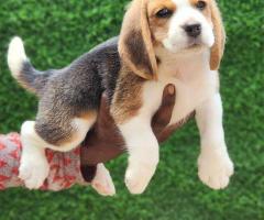 Top show quality beagle puppies for sale in chennai ???? 7200040780