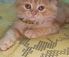 2 months old pure persion cats kittens male and female available