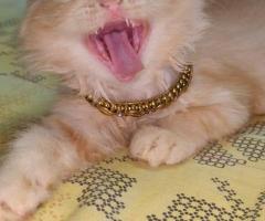 2 months old pure persion cats kittens male and female available