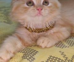 2 months old pure persion cats kittens male and female available