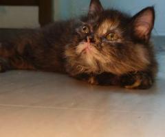 2 months old pure persion cats kittens male and female available