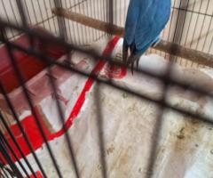 African love bird