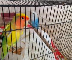 African love bird