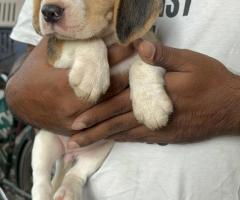 Beagle