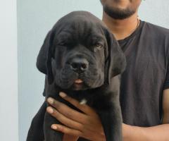 CANE CORSO PUPPIES AVAILABLE CONTACT ME 8838311044