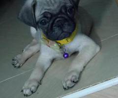 Adorable Pug Puppies for Sale!