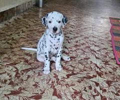 Female Dalmatian Puppies
