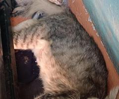 Three kittens