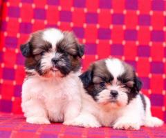 Adorable Shihtzu puppies available in chennai -Cont 9962594950