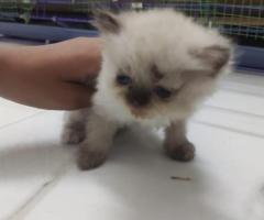 Persian Kitten pure and active breed for sale